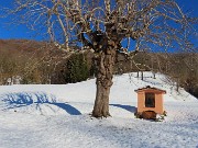 21 Santella e  ippocastano colorati si stagliano nel bianco della neve 